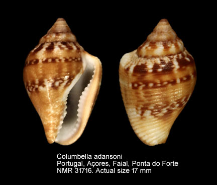 Columbella adansoni (31).jpg - Columbella adansoni Menke,1853